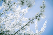 Fleur de cerisier blanc à Nantes, France