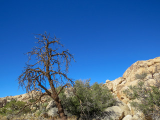 Dead Tree on blue sky