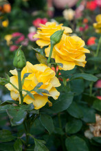 Beautiful Yellow Rose Bush Growing In The Garden.