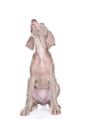 Canvas Print - Weimaraner puppy sitting in front view and looking up. isolated on white background