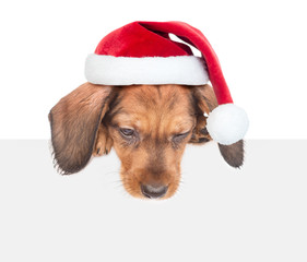 Poster - dachshund puppy in red christmas hat over white banner looking down. isolated on white background