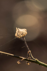 Wall Mural - Tiny flower with spider web