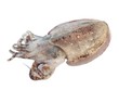 Giant cuttlefish isolated on w