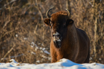 Wisents (Bison bonasus) in the meadow. Winter in Bieszczady Mountains. Poland.