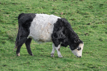 Poster - The Belted Galloway is a heritage breed of beef cattle originating from Galloway cattle that originated from Galloway on the west side of southern Scotland. 