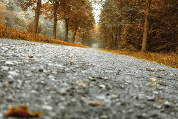 Waldweg im Herbst