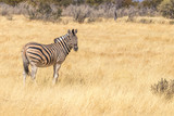 Fototapeta Sawanna - Zebra ( Equus Burchelli) looking towards the camera, Etosha National Park, Namibia.