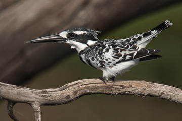 Pied Kingfisher in Chobe National park in Botswana in Africa