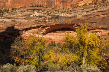 Canvas Print - Zion national Park Utah Fall Landscape