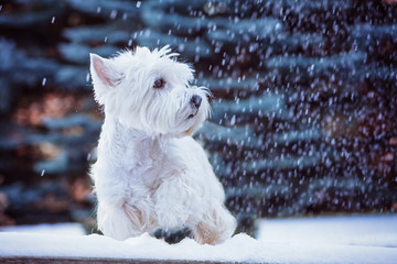 west highland white terrier
