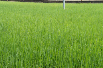 View of rice field or paddy field. Rice is planted in muddy and flat land.