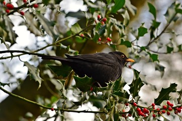 Black bird on the tree