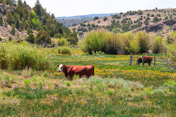 Cattle in the green meadow and a small canal flows pass farm with mountains  background behind the farm.