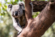 Curious Koala in Tree