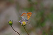 Küçük ateş kelebeği ;  Lycaena thersamon butterfly 