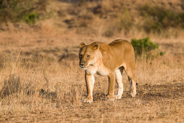 lion (panthera leo), masai mara national game park reserve, kenya, east africa