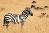 Fototapeta Sawanna - Solitary Plains Zebra (Equus quagga) Standing In Savannah Grass, Maasai Mara, Kenya