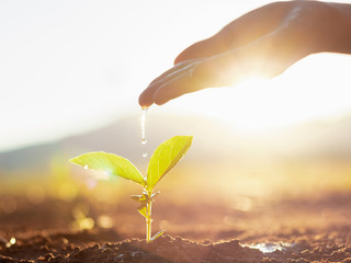 Hand nurturing and watering young baby plants growing in germination sequence on fertile soil at sunset background