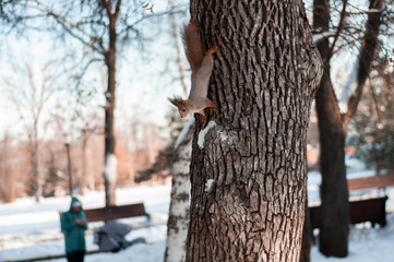 squirrel on a tree