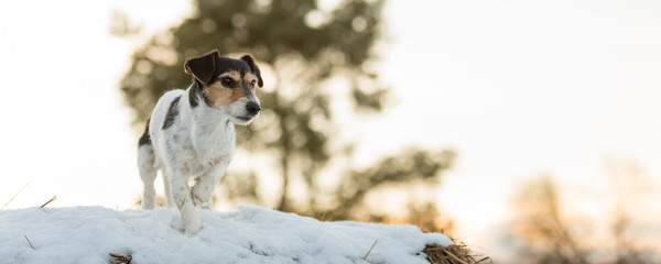 jack russell terrier in white winter landscape. doggy 8 years old.