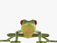 Green Frog Front View On White Background 3d Rendering
