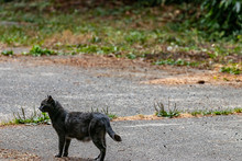 Stray Black Cat On A Overgrown Driveway