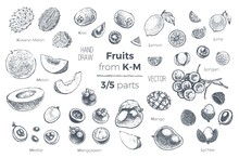 Fruits Hand Drawn Sketch Icons Set. Organic Food