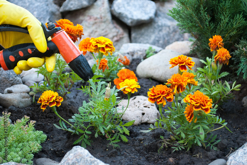 Fotografie, Obraz Hands in yellow rubber gloves hold a hose for watering, near a flower pot, sprin