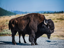 Bison In Lamar Valley, Yellowstone National Park, Wyoming
