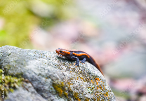 Fotografie, Obraz salamander on the rock wildlife reptile crocodile salamander spotted orange and