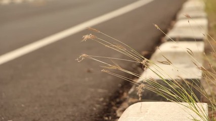 Wall Mural - flower of grass on the street.