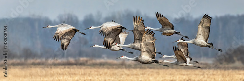 Sandhills Take Flight in Indiana