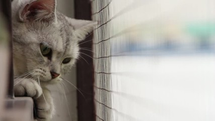 Wall Mural - Gray cat looking out at balcony apartment.