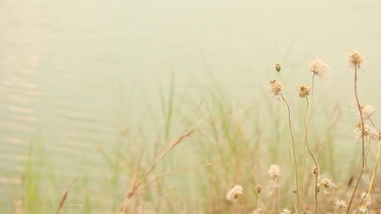 Wall Mural - Dry flower of Coat buttons,Wild daisy grass flowers against sunlight in field beside the way.Blur nature background. Little warm tone.