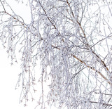 Fototapeta Londyn - Frozen branches on a tree in the forest in winter