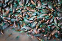 Mussel Shell Background / Pile Green Mussel For Sale On The Market -