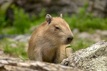 Capybara Baby Chews On Grass 