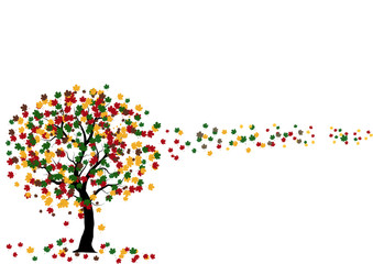 maple tree with colorful leaves, autumn tree with leaves fall from the tr