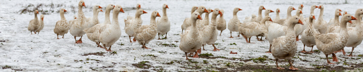 many white geese on a snovy meadow in winter