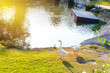 © shutterstudio - White swans at waterside with sunlight