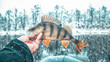 Beautiful perch in the hand of angler. Fishing on a winter river.