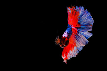 Wall Mural - Siamese betta fish beautiful color  on black background