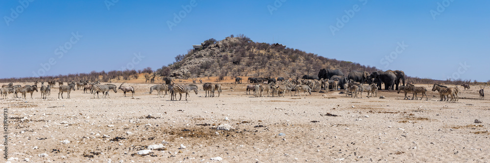 A gathering of many african animals at a waterhole in the Etosha National Park