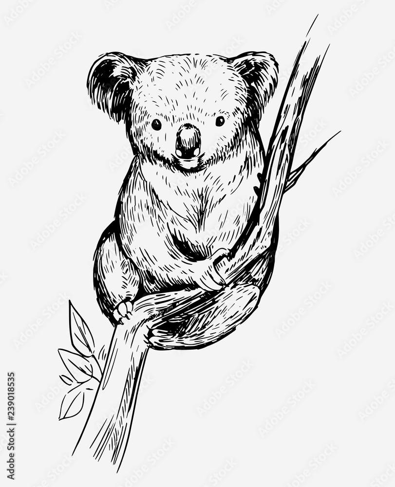 Koala bear on a tree. Hand drawn sketch converted to vector Stock ...