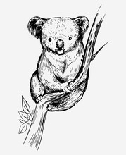 Koala Bear On A Tree. Hand Drawn Sketch Converted To Vector