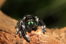 Colorful Male Of A Regal Jumping Spider Sitting On A Branch With A Green Background. A Colorful Exotic Invertebrate Species On A Close Up Horizontal Picture.