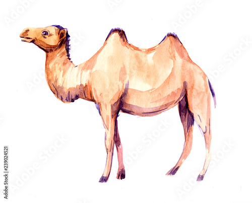 Fotomural Camel. Watercolor illustration