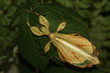 An adult female of a Philippine leaf insect. A close up horizontal picture of a rare tropical insect pretending to be a leaf.