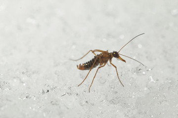 A male of the snow flea walking on the snow. A rare insect belonging to scorpionflies, occuring in Europian mountains during the winter season. 