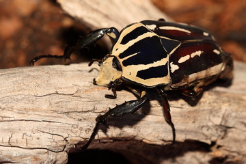 Wall Mural - Giant flower beetle sitting on a dry branch on a close up horizontal picture. Colorful African insect species in its natural habitat. A large beetle often kept in captivity. 